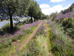 Flora del Cerro Masatrigo